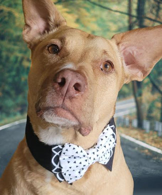 Traditional Bow Ties